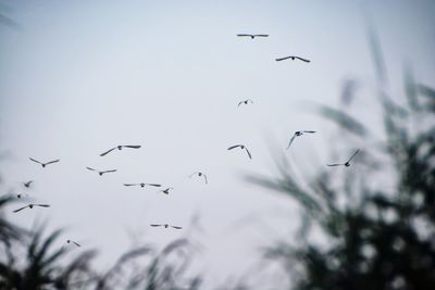 Low angle view of birds flying in the sky