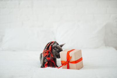 Rear view of woman with gift box on bed at home