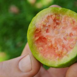 Close-up of hand holding apple