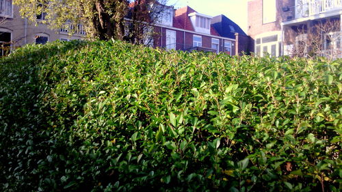 View of plants and building