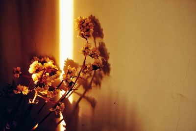 Close-up of flower plant against bright sun