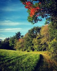 Trees growing on field