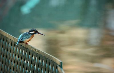 Close-up of kingfisher perching on railing