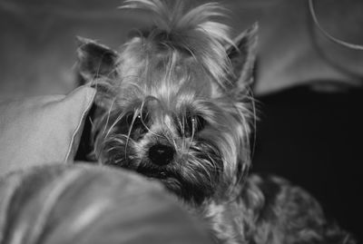 Portrait of dog relaxing at home