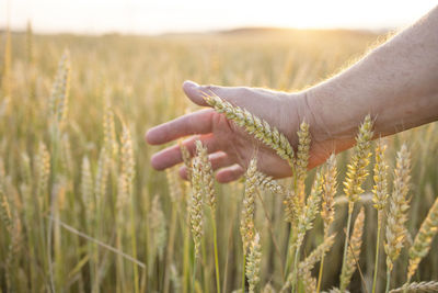 Wheat, rye in the hands of a farmer. yellow golden rural summer landscape.