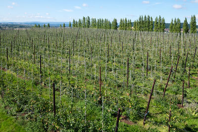 Scenic view of agricultural field against sky