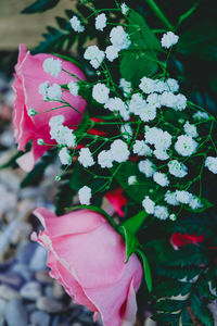 Close-up of pink rose flower