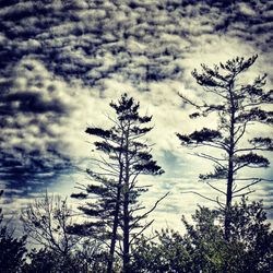 Low angle view of bare trees against cloudy sky