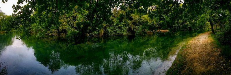 Reflection of trees in lake