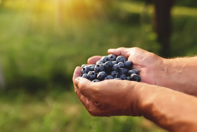 Cropped image of hand holding fruit