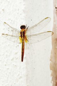 Close-up of dragonfly on wall