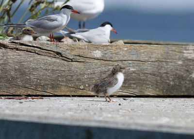 Seagulls perching on wood