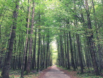 Walkway amidst trees in forest