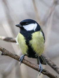bird