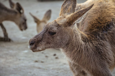 Close-up of deer