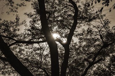 Low angle view of trees