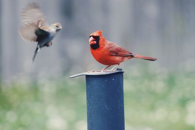 Close-up of birds perching on a bird feeder