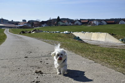 Dog lying down on land against sky