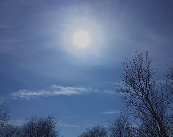 Low angle view of trees against blue sky