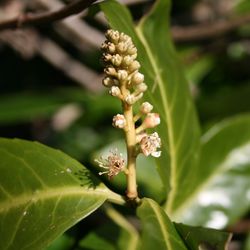 Close-up of white flowers