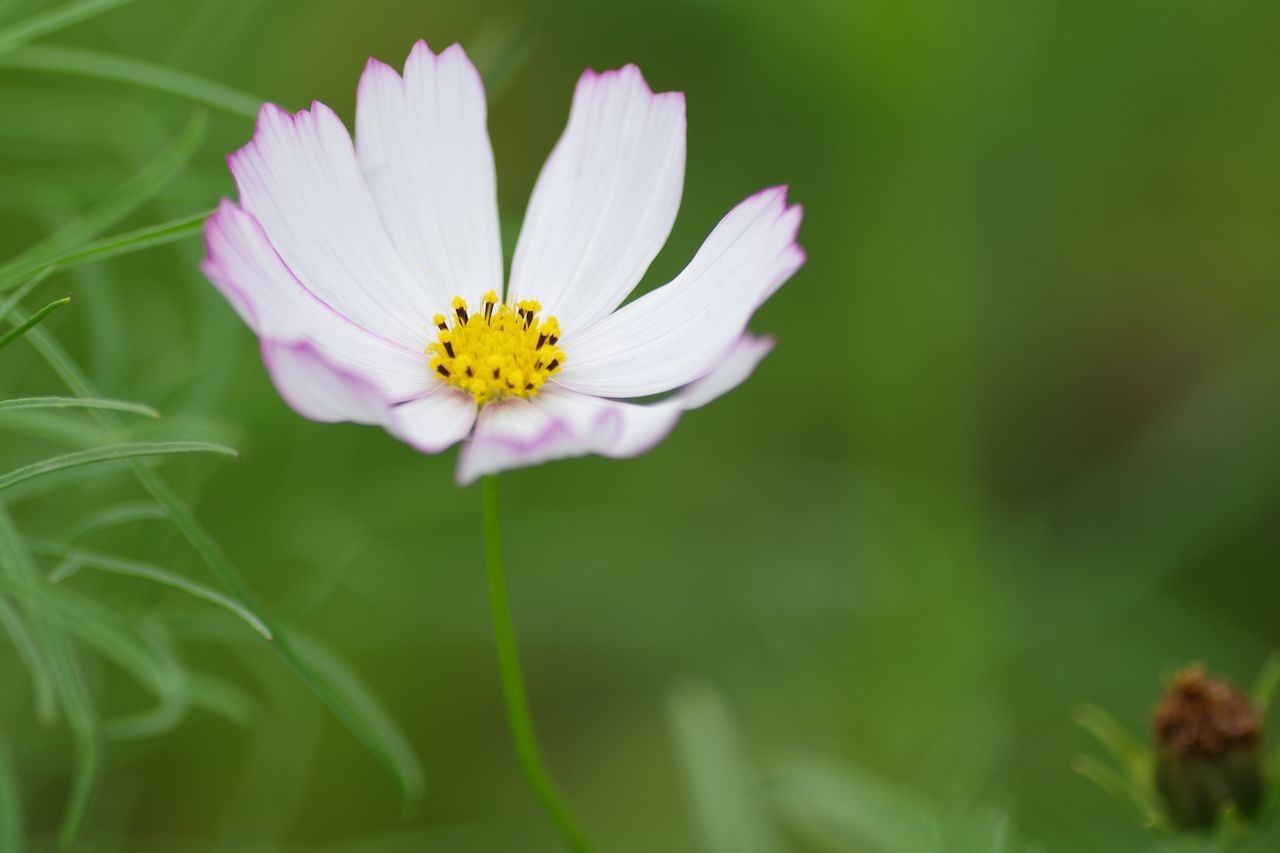 flower, petal, freshness, fragility, flower head, growth, beauty in nature, blooming, nature, close-up, single flower, plant, focus on foreground, pollen, yellow, stem, in bloom, blossom, daisy, selective focus