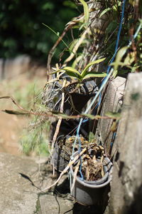 Close-up of potted plant
