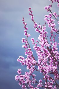 Low angle view of pink flowers