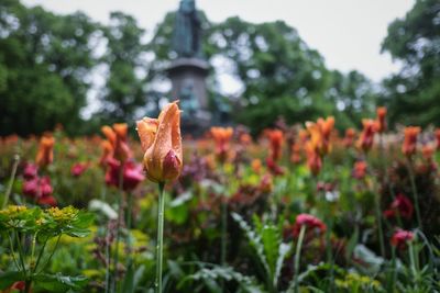 Close-up of flowers blooming on field