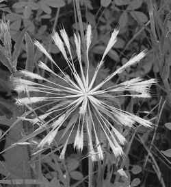 Close-up of plant