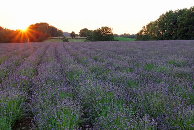 Scenic view of field against sky during sunset