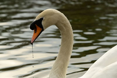 Close-up of swan in lake