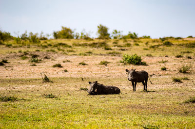 Horses on landscape against sky