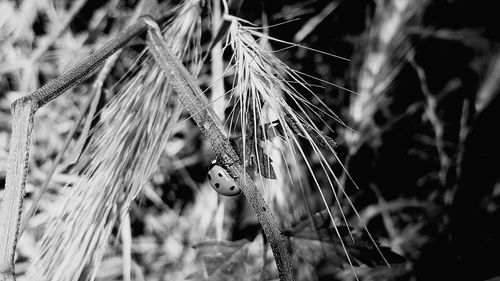 Close-up of plant against blurred background