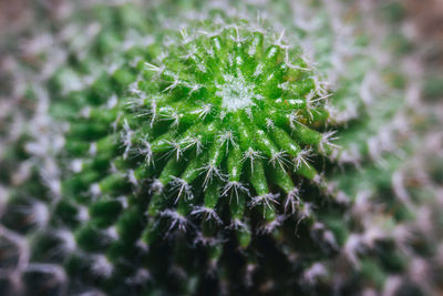 Close-up of succulent plant