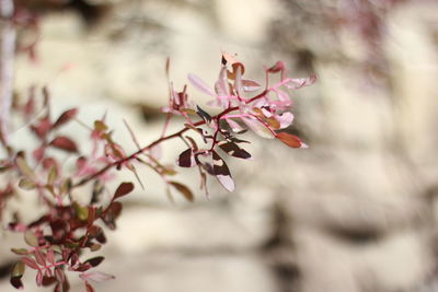 Close-up of pink flowering plant