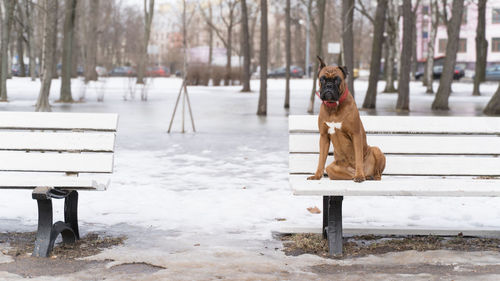 Dog sitting on bench in park during winter