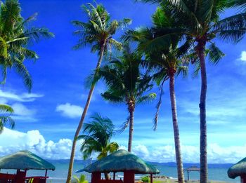 Low angle view of palm trees against blue sky