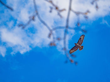 Low angle view of bird flying against sky