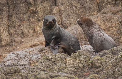 View of sheep on rock