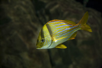 Close-up of fish swimming in sea