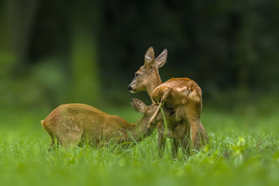 Deer in a field