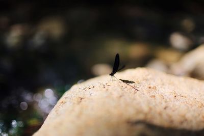 Close-up of ant on rock