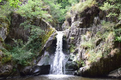 Scenic view of waterfall in forest