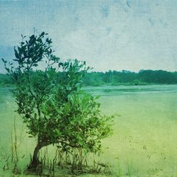 Plants growing on tree