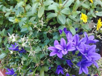 Close-up of purple flowering plants