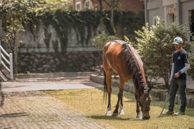 Horses standing by trees
