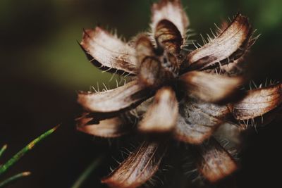 Close-up of spider on flower