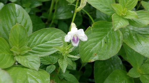 Close-up of purple flowering plant