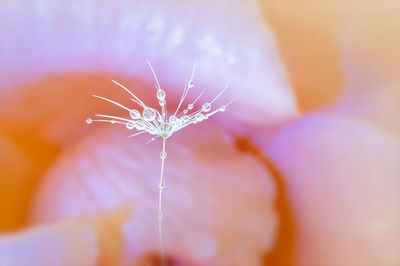 Close-up of water drops on purple flower