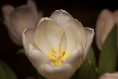 Close-up of yellow flower